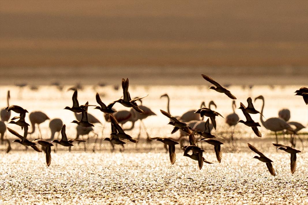 Konya’nın flamingo cenneti! 180 türe ev sahipliği yapıyor, görsel şölen sunuyor 19